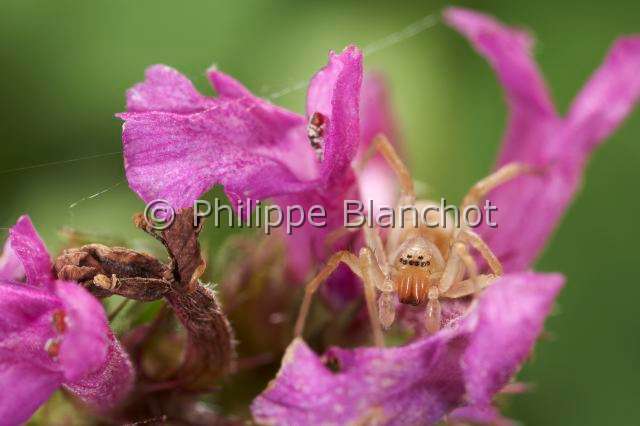 Clubionidae_4314.JPG - France, Araneae, Clubionidae, Araignée, Clubionide (Clubiona sp), Sac-spider